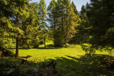 Folgaria Alp Dağları 'nda sarı ve beyaz çiçekli yeşil yaz otlakları ve İtalya' nın Trento platosundaki Dolomite tepeleri.