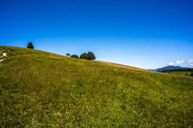 Folgaria Alp Dağları 'nda sarı ve beyaz çiçekli yeşil yaz otlakları ve İtalya' nın Trento platosundaki Dolomite tepeleri.
