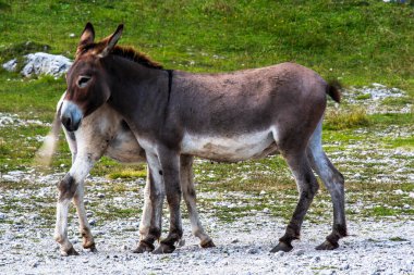 Eşek sürüsü eşeğe yakın Asya platosundaki Ortigara Dağı 'nda Vicenza Veneto İtalya' da.