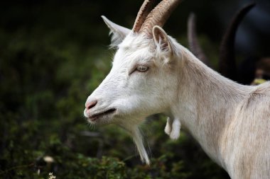 Bir yaz günü keçi otlağı kapanır. İtalya 'nın Asiago platosunda Ortigara Dağı' nda keçi otlatırlar.