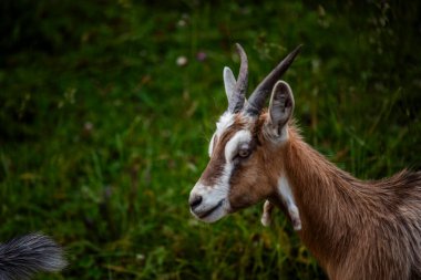 Bir yaz günü keçi otlağı kapanır. İtalya 'nın Asiago platosunda Ortigara Dağı' nda keçi otlatırlar.