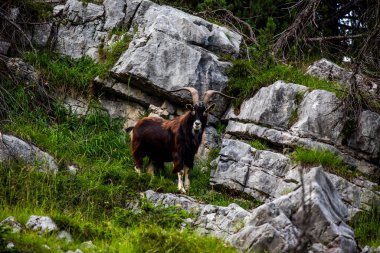 Bir yaz günü keçi otlağı kapanır. İtalya 'nın Asiago platosunda Ortigara Dağı' nda keçi otlatırlar.