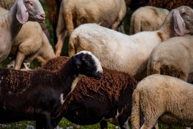 Bir yaz günü koyun otlatırken Asiago platosundaki Ortigara Dağı 'nda Vicenza Veneto İtalya' da.