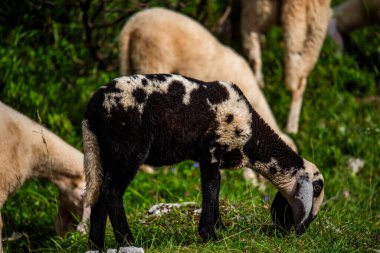 Bir yaz günü koyun otlatırken Asiago platosundaki Ortigara Dağı 'nda Vicenza Veneto İtalya' da.