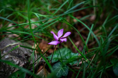 Tonezza del Cimone Vicenza Veneto İtalya 'daki Cyclamen purpurpurascens' i kapatın.