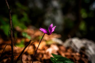 Tonezza del Cimone Vicenza Veneto İtalya 'daki Cyclamen purpurpurascens' i kapatın.
