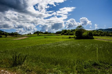 yeşil alp çayırları yaz günü çiçek açan çayırların arasında ağaçlar ve dağların arasında Rotzo 'da Asiago Platosu Vicenza Veneto İtalya' da.