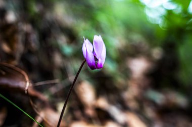Tonezza del Cimone Vicenza Veneto İtalya 'daki Cyclamen purpurpurascens' i kapatın.