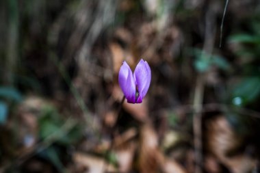 Tonezza del Cimone Vicenza Veneto İtalya 'daki Cyclamen purpurpurascens' i kapatın.