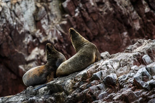 Peru 'daki Paracas Adaları' nın okyanus kayalıklarında deniz aslanları.