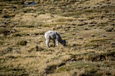 Lama 'lar Peru' daki And Dağları 'nın dağlık kesimlerinde, Titicaca Gölü yakınlarındaki Puno köyünde, Peru' daki tipik bir hayvana yakın, güneş yanığı çalıların arasında otlarlar.