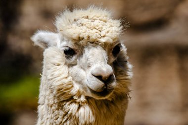 Alpaca 'nın beyaz önlüklü alpaka başlığını Peru' da kahverengi arka plan alpaka yüzüne yakın tut