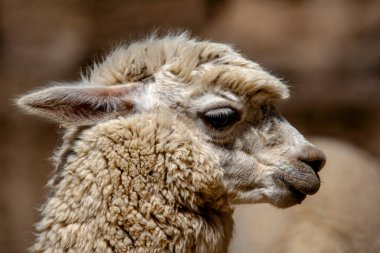 Alpaca 'nın beyaz önlüklü alpaka başlığını Peru' da kahverengi arka plan alpaka yüzüne yakın tut