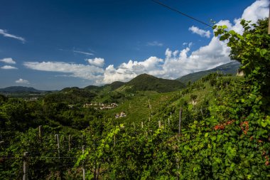 closeup of the prosecco hills at Vidor near Treviso close up of a stalk of prosecco grape vine leaves in spring near Castelfranco Veneto in Veneto Italy clipart