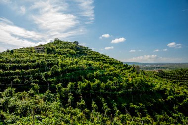 Treviso yakınlarındaki Vidor 'daki Prosecco Hills' e yakın. İlkbaharda Veneto İtalya 'daki Castelfranco Veneto yakınlarında bir üzüm yaprağı sapına yakın.