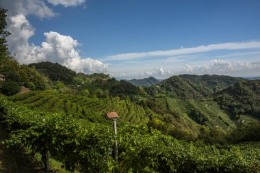 Treviso yakınlarındaki Vidor 'daki Prosecco Hills' e yakın. İlkbaharda Veneto İtalya 'daki Castelfranco Veneto yakınlarında bir üzüm yaprağı sapına yakın.
