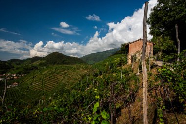 Treviso yakınlarındaki Vidor 'daki Prosecco Hills' e yakın. İlkbaharda Veneto İtalya 'daki Castelfranco Veneto yakınlarında bir üzüm yaprağı sapına yakın.