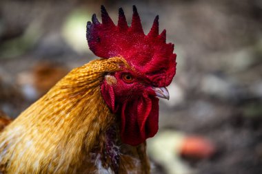 Venedik 'in Vicenza bölgesindeki Cogollo del Cengio' da gagasında kırmızı ibikli ve sarı tüylü bir tavuğun yakın çekimi.