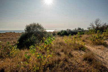 Venedik 'in Lido' sunda sonbahar kumsalı. Ağaçların enkazı ve terk edilmiş kumullarla dolu.