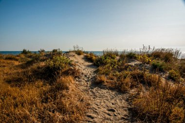 Venedik 'in Lido' sunda sonbahar kumsalı. Ağaçların enkazı ve terk edilmiş kumullarla dolu.