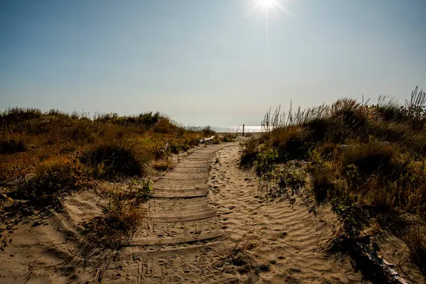 Venedik 'in Lido' sunda sonbahar kumsalı. Ağaçların enkazı ve terk edilmiş kumullarla dolu.