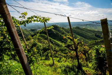 Treviso yakınlarındaki Vidor 'daki Prosecco Hills' e yakın. İlkbaharda Veneto İtalya 'daki Castelfranco Veneto yakınlarında bir üzüm yaprağı sapına yakın.