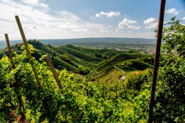 Treviso yakınlarındaki Vidor 'daki Prosecco Hills' e yakın. İlkbaharda Veneto İtalya 'daki Castelfranco Veneto yakınlarında bir üzüm yaprağı sapına yakın.