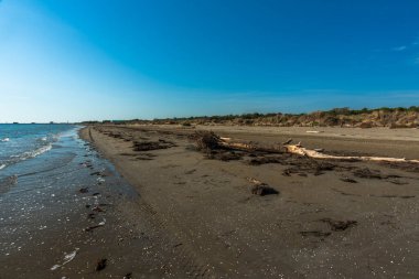 Yeşil deniz ve kış enkazlarıyla sonbahar kumsalı Venedik, İtalya 'daki Lido' nun duvarlarının yakınındaki ıslak kumda terk edildi.