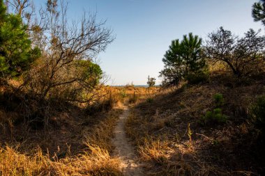 Venedik 'in Lido' sunda sonbahar kumsalı. Ağaçların enkazı ve terk edilmiş kumullarla dolu.