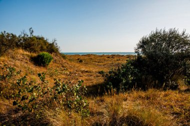 Venedik 'in Lido' sunda sonbahar kumsalı. Ağaçların enkazı ve terk edilmiş kumullarla dolu.