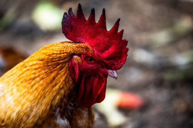 Venedik 'in Vicenza bölgesindeki Cogollo del Cengio' da gagasında kırmızı ibikli ve sarı tüylü bir tavuğun yakın çekimi.
