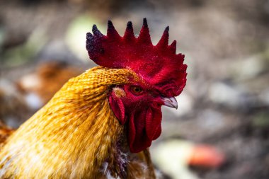 Venedik 'in Vicenza bölgesindeki Cogollo del Cengio' da gagasında kırmızı ibikli ve sarı tüylü bir tavuğun yakın çekimi.
