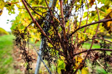 close up of bunch of grapes dried in the sun and not yet harvested on the vines immersed in the green hills around Lonigo Vicenza Italy clipart