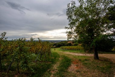 İtalya 'nın Lonigo Vicenza çevresindeki yeşil tepelerde uzanan panorama ve sonbahar ağaçlarıyla dolu kır yolu.