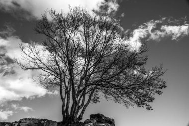 İtalya 'nın Arsiero Vicenza çevresindeki dağlarda bir kayanın tepesinde çıplak bir ağaç.