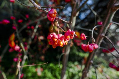 Kırmızıya yakın Euonymus europaeus İtalya 'nın Lecco şehrinde sonbaharda çiçek açtı.