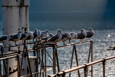 Martı İtalya 'nın Lecco kentindeki Lecco Gölü rıhtımında tünemişti.