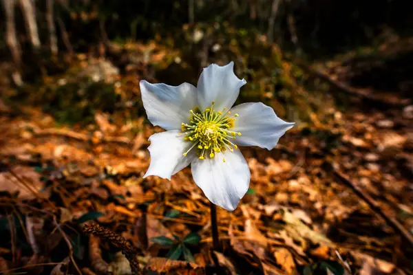 stock image close up of Helleborus niger in autumn among the woods in the mountains around the Lecco algo in Lecco in Italy