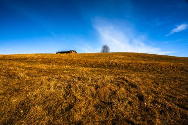 Asiago platosundaki çayırlar, yaklaşan sonbaharın ortasında Asiago Vicenza Veneto İtalya 'nın otlakları arasında yapayalnız.