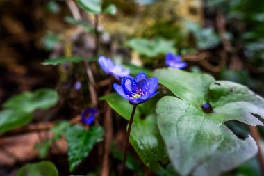 Hepatica nobilis 'in yakınında, İtalya' nın etrafındaki tepelerin çalılığında mor renkte.