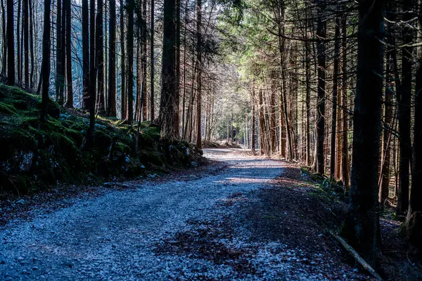 Alp öncesi Vicenza 'da, Asıago Vicenza yakınlarındaki ormandan geçen köy yolu.
