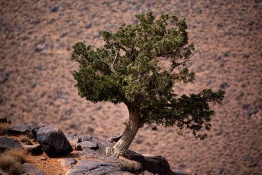 solitary trees perched on the peaks and valleys of the Atlas between the volcanic rocks and the arid land in the heights near Jebel Saghro between the desert and Marrakesh clipart