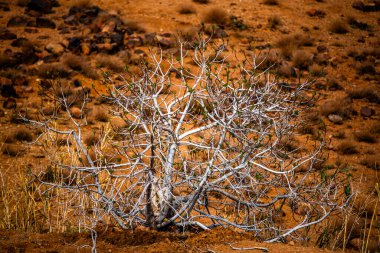 Atlas 'ın tepelerinde ve vadilerinde volkanik kayalar ve çöl ile Marakeş arasında Jebel Saghro yakınlarındaki kurak topraklar arasında tünemiş yalnız ağaçlar.
