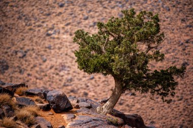 Atlas 'ın tepelerinde ve vadilerinde volkanik kayalar ve çöl ile Marakeş arasında Jebel Saghro yakınlarındaki kurak topraklar arasında tünemiş yalnız ağaçlar.