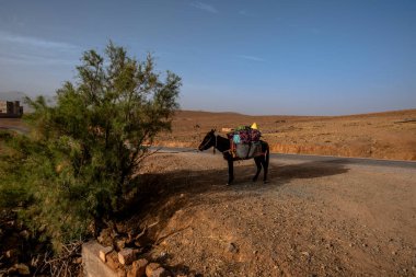 Katır, Fas 'taki Jebel Saghro yakınlarındaki Atlas gezisi için erzak yükledi.