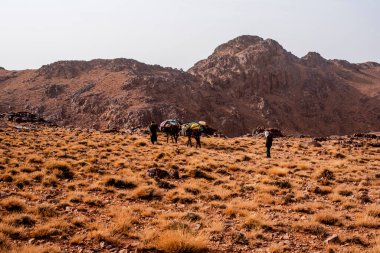 Fas 'ta Marakeş' te Ouarzazate yakınlarında Jebel Saghro 'daki Fas Atlası' ndan katırlı Berber çobanlar geçiyor.