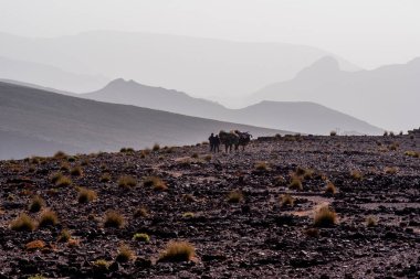 Berber katırları, Marakeş yakınlarındaki Fas 'taki Bab N Ali ve Jebel Saghro ve Fas' taki Ouarzazate yakınlarındaki raylardan Atlas Berber katır kervanını geçiyor.