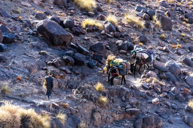 Berber katırları, Marakeş yakınlarındaki Fas 'taki Bab N Ali ve Jebel Saghro ve Fas' taki Ouarzazate yakınlarındaki raylardan Atlas Berber katır kervanını geçiyor.