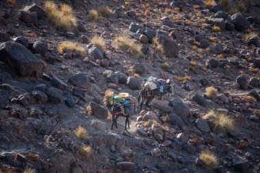 Ouarzazate katırları yakınlarındaki Atlas 'ı geçmeye hazır Berber katırlar Jebel Saghro ve Fas' taki Bab N Ali yakınlarında erzak taşıyan kervanlarla dolu.