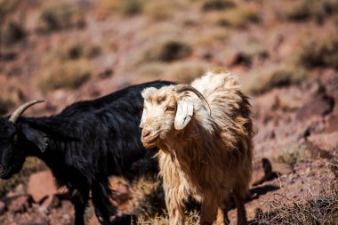 Jebel Shagro yakınlarındaki Berber bölgelerinde keçi otlaklarına yakın, Fas 'ın Ourzazate eyaletinde, Fas Atlası' nın dağlarında Berber çobanlarıyla otlayan keçi sürüleri var.